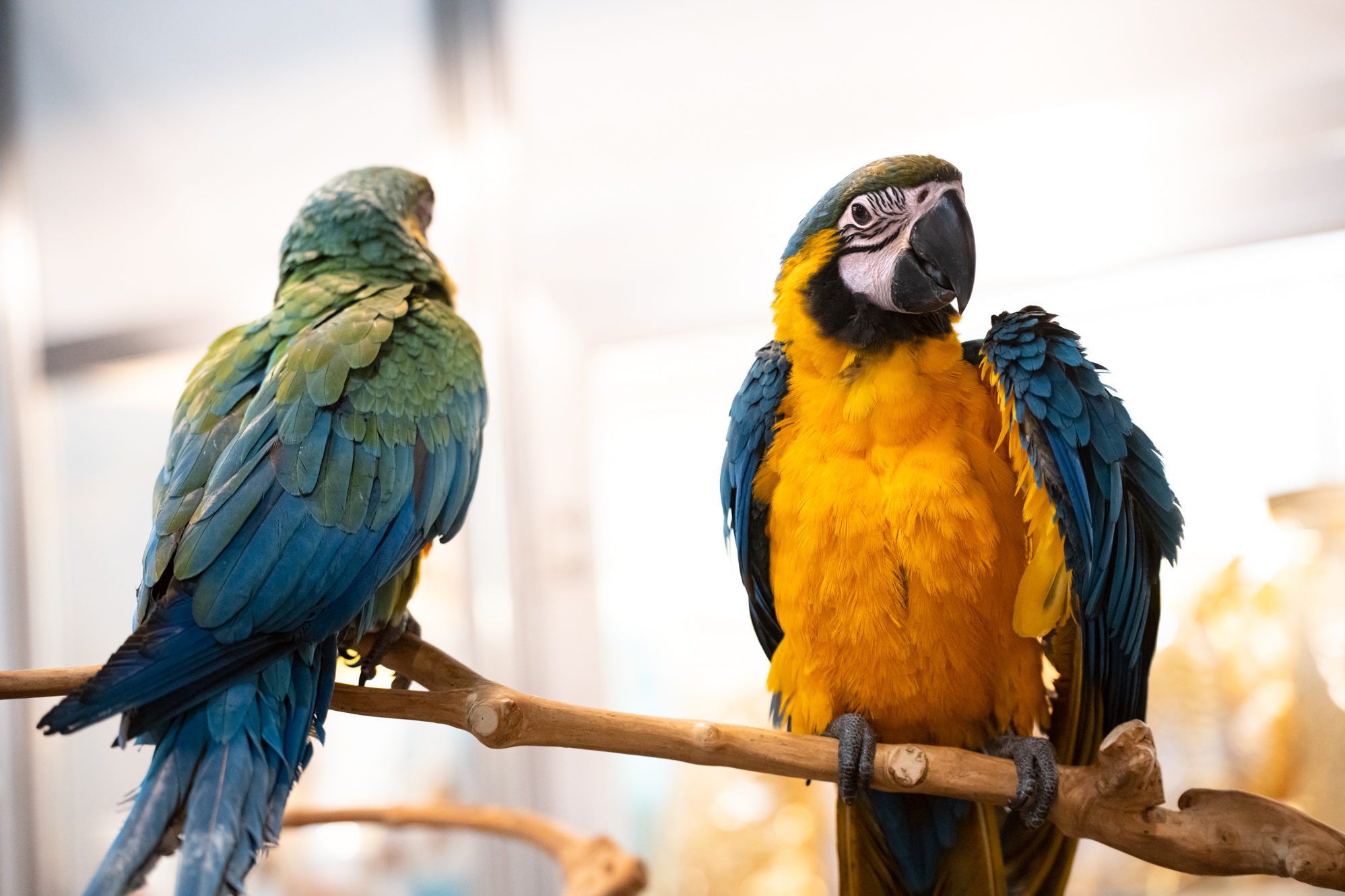 Папагалчета